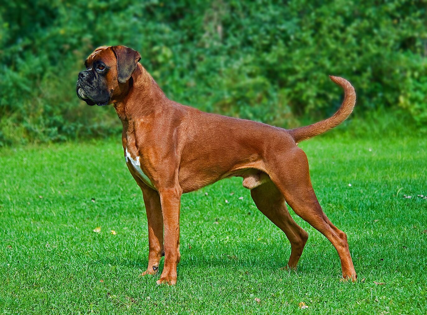 Boxer Dogs For Sale In Wichita Ks