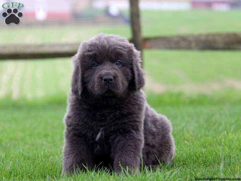 Newfoundland Puppies For Sale Dry Mouth