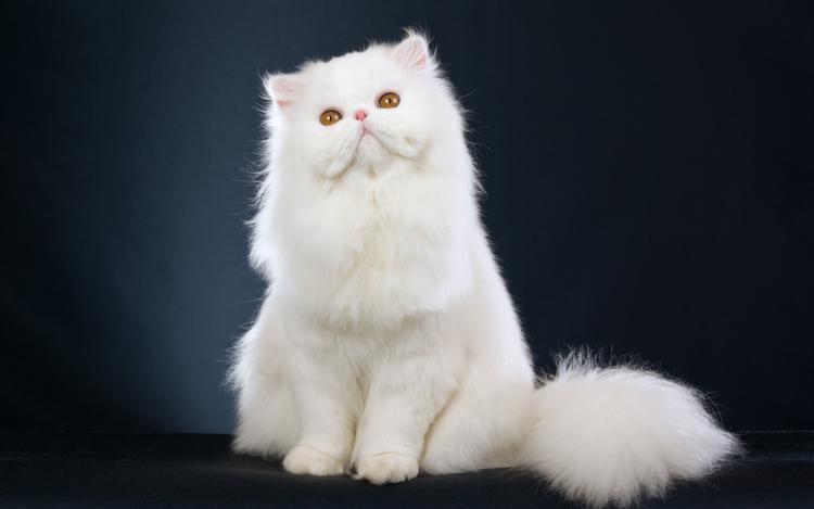 Persian Cats For Sale In Billings Mt