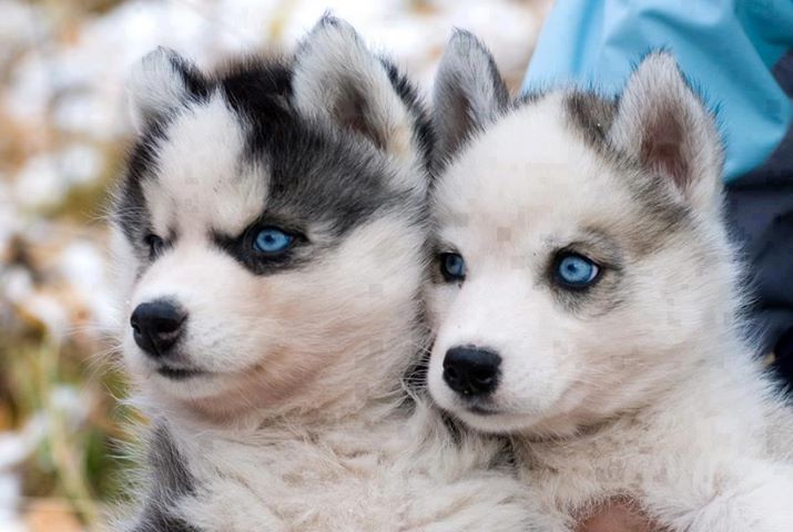 Pomsky Puppies For Sale Fort Worth Tx