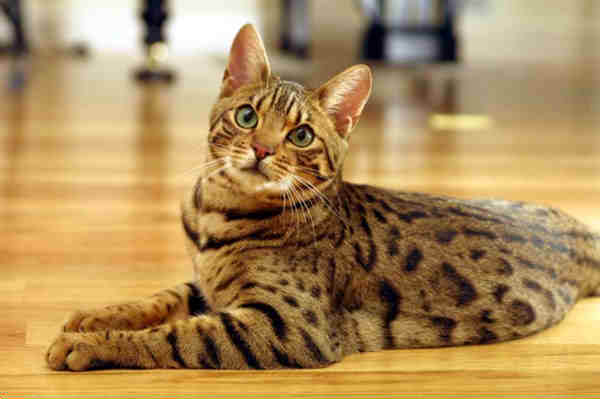 Bengal Cat Rescue San Diego Ca