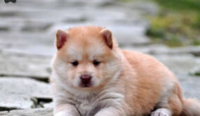 Pomsky Puppies For Sale Gainesville Fl