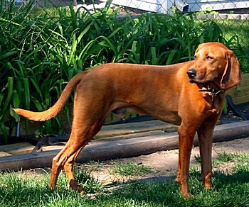 coonhounds for sale in canada