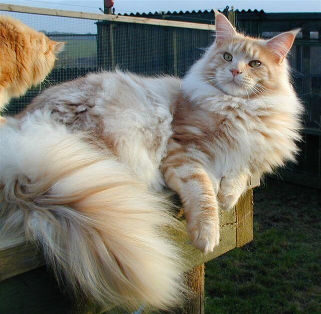 Maine coon