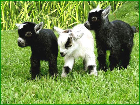 Pygmy Goats For Sale In Rochester Ny