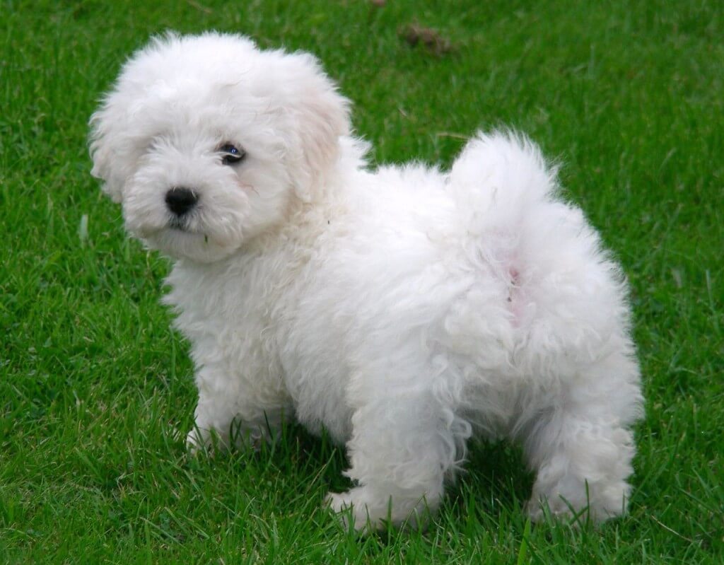 bichon maltese