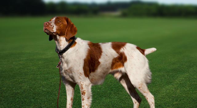  Brittany Dogs For Sale Minnesota
