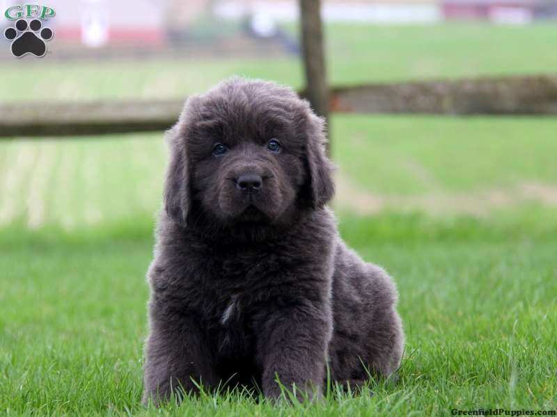 Newfoundland Puppies