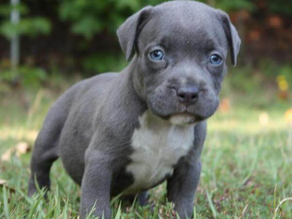 Bluenose Pitbulls For Sale In Saskatchewan