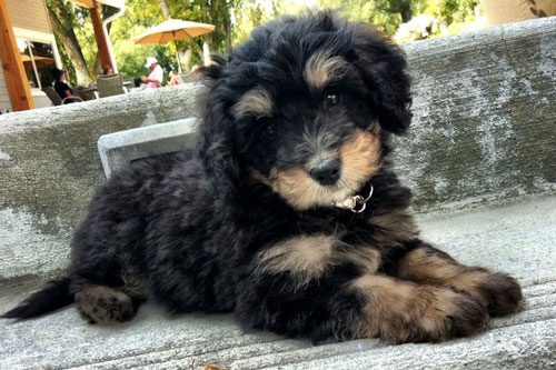 Mini Bernedoodle Puppies For Sale Ohio Ombin