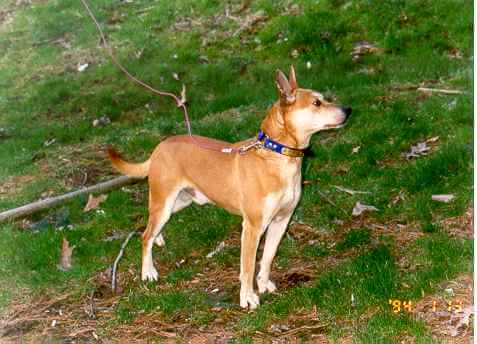 Mountain Feist Squirrel Dogs For Sale In Arkansas