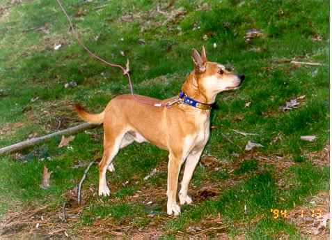 appalachian mountain feist