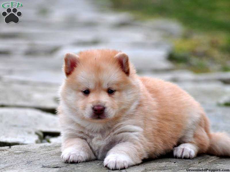 Pomsky Puppies For Sale Gainesville Fl